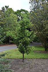 Akame Red Tipped Japanese Yew (Podocarpus macrophyllus 'Akame') at Stonegate Gardens