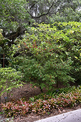 Mickey Mouse Plant (Ochna serrulata) at Stonegate Gardens
