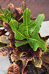 Excellente Variegated Croton (Codiaeum variegatum 'Excellente') at Lakeshore Garden Centres