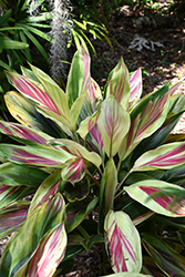 Exotica Hawaiian Ti Plant (Cordyline fruticosa 'Exotica') at Stonegate Gardens