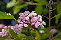 Pink Kopsia (Kopsia fruticosa) at Stonegate Gardens