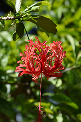 Fringed Hibiscus (Hibiscus schizopetalus) at Stonegate Gardens