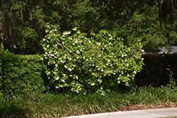 Miami Supreme Gardenia (Gardenia jasminoides 'Miami Supreme') at Stonegate Gardens