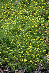 Baby Jump Up Mecardonia (Mecardonia procumbens) at Stonegate Gardens