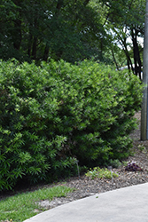 Japanese Yew (Podocarpus macrophyllus) at Stonegate Gardens