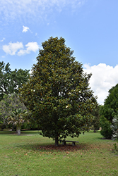Southern Magnolia (Magnolia grandiflora) at Lakeshore Garden Centres