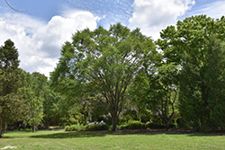 Winged Elm (Ulmus alata) at Stonegate Gardens