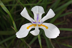 African Iris (Dietes iridioides) at Stonegate Gardens