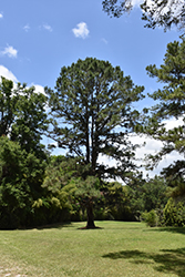 Virginia Pine (Pinus virginiana) at Lakeshore Garden Centres