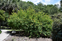 Orange Cestrum (Cestrum aurantiacum) at Stonegate Gardens