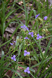 Virginia Spiderwort (Tradescantia virginiana) at Stonegate Gardens