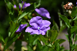 Southern Yesterday Today And Tomorrow (Brunfelsia australis) at Stonegate Gardens