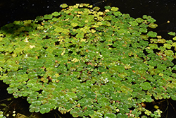 Four Leaf Water Clover (Marsilea mutica) at Stonegate Gardens