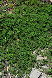 Powderpuff (Mimosa strigillosa) at Stonegate Gardens