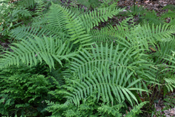 Southern Shield Fern (Thelypteris kunthii) at A Very Successful Garden Center