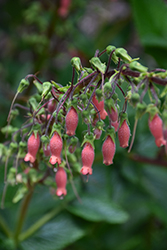 Hardy Red Gloxinia (Sinningia sellovii) at Lakeshore Garden Centres