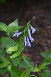 Blue Anise Sage (Salvia guaranitica) at Stonegate Gardens