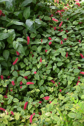Dwarf Chenille Plant (Acalypha reptans) at Stonegate Gardens