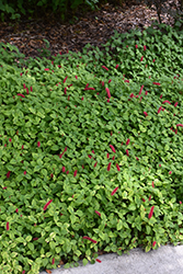 Dwarf Chenille Plant (Acalypha reptans) at Stonegate Gardens