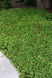 Dwarf Chenille Plant (Acalypha reptans) at Lakeshore Garden Centres