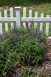 Santa Barbara Mexican Sage (Salvia leucantha 'Santa Barbara') at Lakeshore Garden Centres