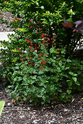 Scarlet Sage (Salvia coccinea) at Stonegate Gardens