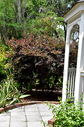 Plum Gorgeous Fringeflower (Loropetalum chinense 'Plum Gorgeous') at Stonegate Gardens