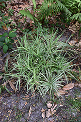 Sparkler Palm Sedge (Carex phyllocephala 'Sparkler') at Lakeshore Garden Centres