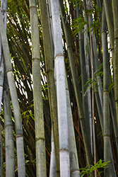 Tropical Blue Bamboo (Bambusa chungii) at Stonegate Gardens