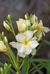 Yellow Oleander (Nerium oleander 'Yellow') at Stonegate Gardens