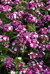 Dash Magician Sweet William (Dianthus barbatus 'Dash Magician') at Lakeshore Garden Centres