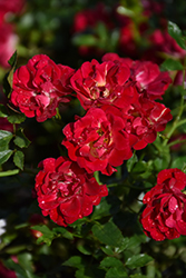 Red Drift Rose (Rosa 'Meigalpio') at Lakeshore Garden Centres