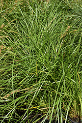 Katrinus Deluxe Mat Rush (Lomandra longifolia 'Katrinus Deluxe') at Lakeshore Garden Centres
