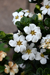 Diamond Spire Gardenia (Gardenia jasminoides 'Leefive') at Lakeshore Garden Centres