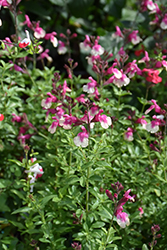 Mirage Rose Bicolor Autumn Sage (Salvia greggii 'Balmirrobi') at Stonegate Gardens