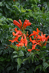 Red Cape Honeysuckle (Tecoma capensis) at Stonegate Gardens