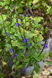 Blue Porterweed (Stachytarpheta jamaicensis) at Lakeshore Garden Centres