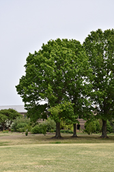 Red Oak (Quercus rubra) at Lakeshore Garden Centres