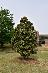 Southern Charm Magnolia (Magnolia grandiflora 'Southern Charm') at Lakeshore Garden Centres