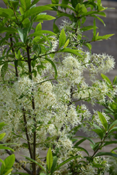 Spring Fleecing Fringetree (Chionanthus virginicus 'Spring Fleecing') at Lakeshore Garden Centres