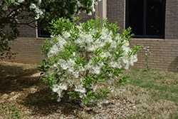 White Knight Fringetree (Chionanthus virginicus 'White Knight') at Stonegate Gardens