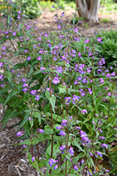 Showy Beard Tongue (Penstemon spectabilis) at Lakeshore Garden Centres