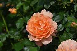 At Last Rose (Rosa 'HORCOGJIL') at Lakeshore Garden Centres