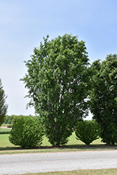 Everclear Elm (Ulmus parvifolia 'BSNUPF') at Stonegate Gardens
