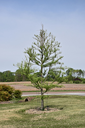 Prairie Sentinel Pond Cypress (Taxodium ascendens 'Prairie Sentinel') at Stonegate Gardens