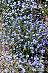Sapphire Perennial Flax (Linum perenne 'Sapphire') at Stonegate Gardens