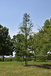 Prairie Sentinel Pond Cypress (Taxodium ascendens 'Prairie Sentinel') at Stonegate Gardens