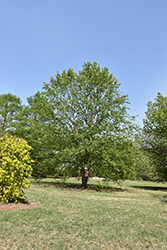 Dura Heat River Birch (Betula nigra 'Dura Heat') at Stonegate Gardens