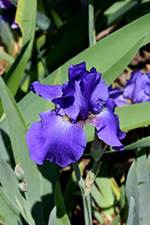 Oxmoor Hills Iris (Iris 'Oxmoor Hills') at Stonegate Gardens
