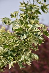 Silver King Sweet Gum (Liquidambar styraciflua 'Silver King') at Lakeshore Garden Centres